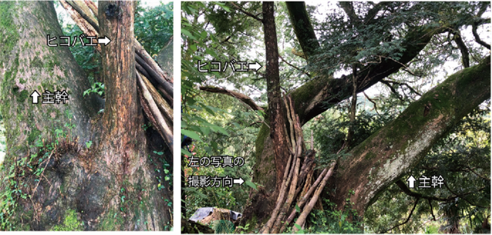 接木の痕跡が見つかったカヤの樹(傾斜して育つ主幹と、直立して育つヒコバエ)