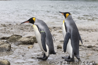 ペンギン 展示作品:くわぺん
