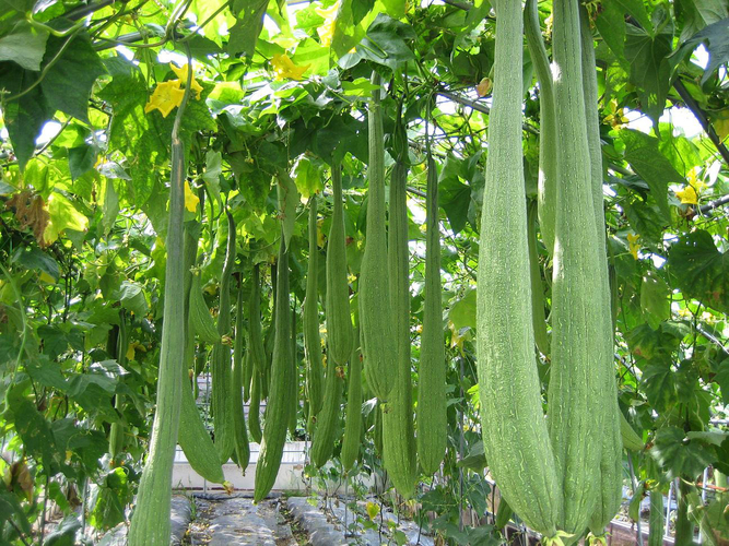 実ったヘチマは食べることもできる