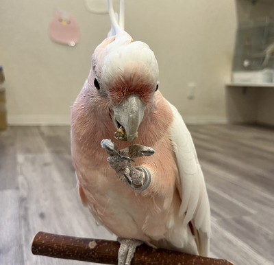 当店ふれあいスタッフ・クルマサカオウムの桃太郎くん