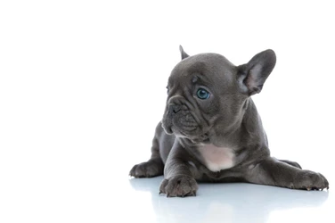 愛犬の食いつきが悪い！その原因と対策方法とは？