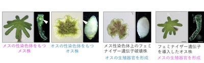 図2 フェミナイザー遺伝子の同定　メスの性染色体上にある今回同定した遺伝子を破壊するとオス化し、オスに特徴的な雄器托と造精器を形成する。一方、この遺伝子を遺伝的なオス株に与えると雌器托と造卵器を形成し、メスとなる。
