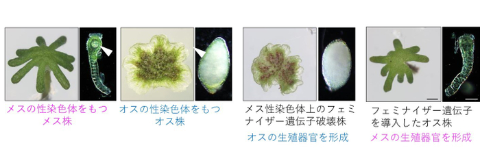 図2 フェミナイザー遺伝子の同定 メスの性染色体上にある今回同定した遺伝子を破壊するとオス化し、オスに特徴的な雄器托と造精器を形成する。一方、この遺伝子を遺伝的なオス株に与えると雌器托と造卵器を形成し、メスとなる。