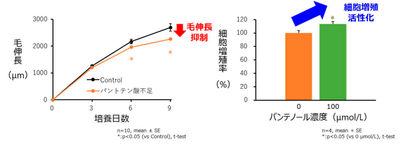 図1 マウスヒゲ毛包の毛伸長に対するパントテン酸不足の影響及び毛包上皮細胞におけるパンテノールの細胞増殖活性化作用