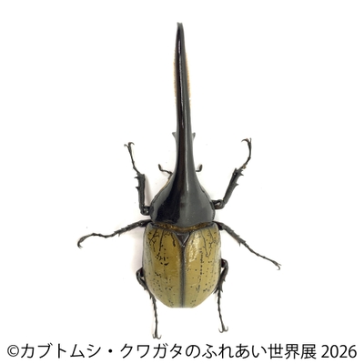 ヘラクレス(2)
