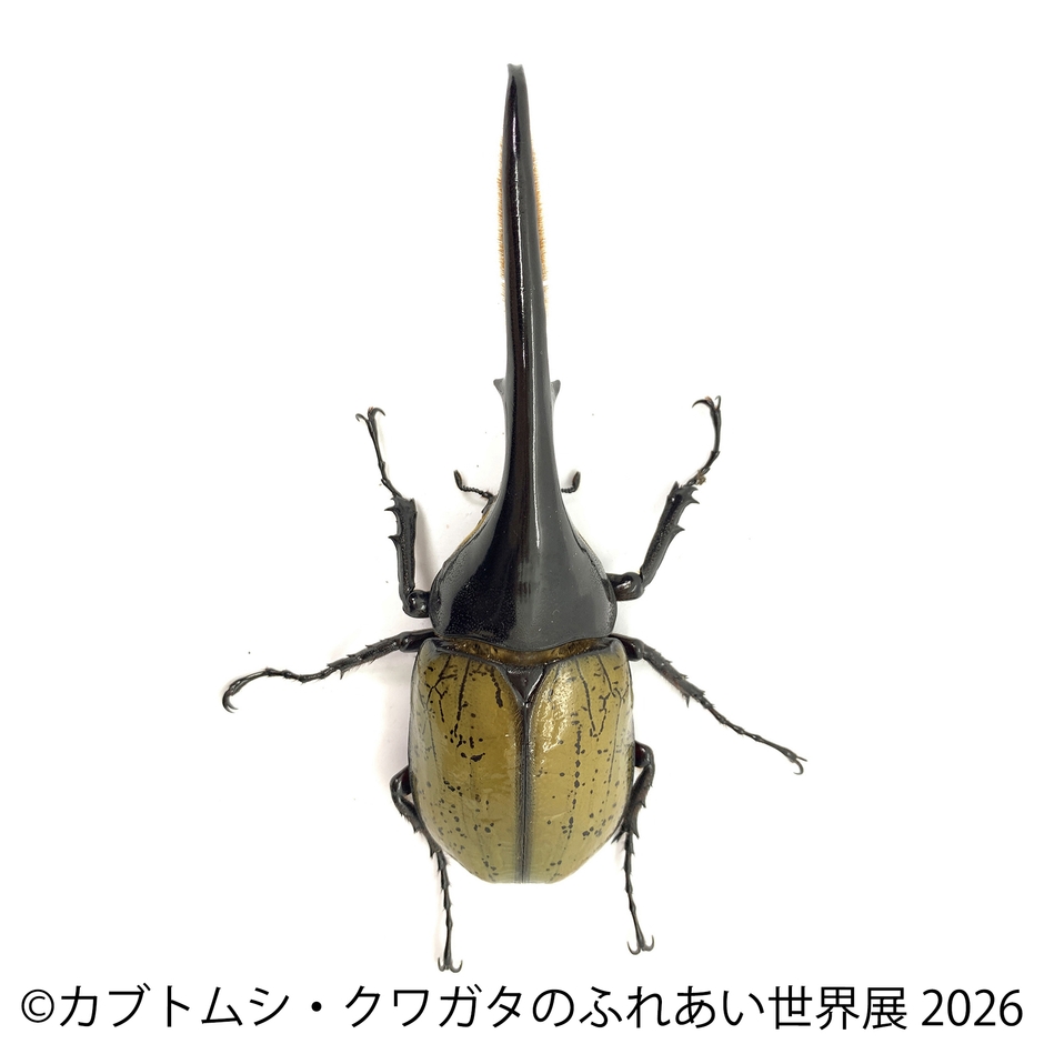 ヘラクレス(2)