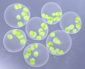 巨大な緑の球体の新種「ヒスイボルボックス」を
日本国内3ヶ所から発見
―翡翠のように輝く球体は、まだ名を持たなかった―