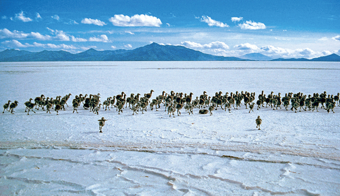 (Photo _15)　塩の結晶したウユニ湖に群れるフラミンゴのひな　(ボリビア)　1986年　撮影：片平孝