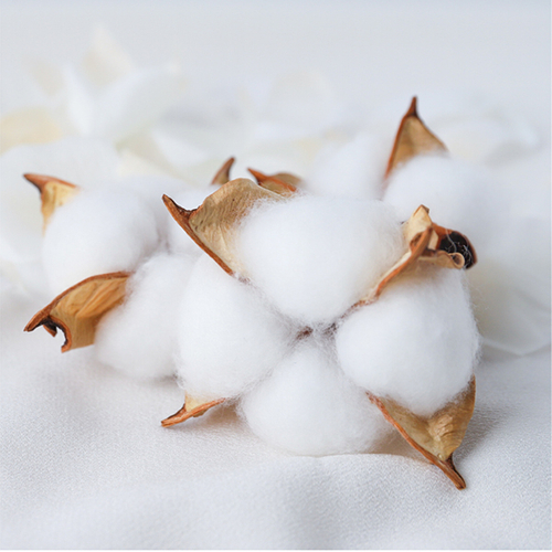 オーガニックコットンイメージ