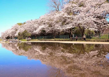 東京都福生市「第43回ふっさ桜まつり」を開催中！