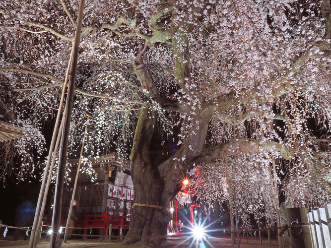 「小川諏訪神社のシダレザクラ」 夜間ライトアップも人気です。