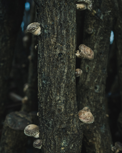 新鮮しいたけ おかもと2