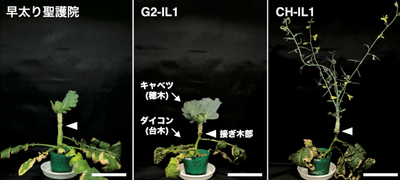 図1　2つのFLC遺伝子の自然変異をもち、接ぎ木されたキャベツを開花させるCH-IL1（右）と、これらの変異を持たない'早太り聖護院'（左）とG2-IL1（中央）。