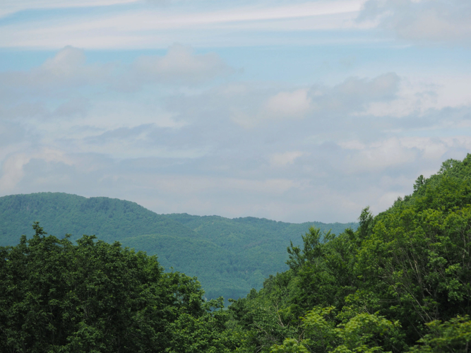 〈日本各地の豊かな森林資源。この多様な自然環境から、世界へ届ける和精油の原料が育まれます。〉