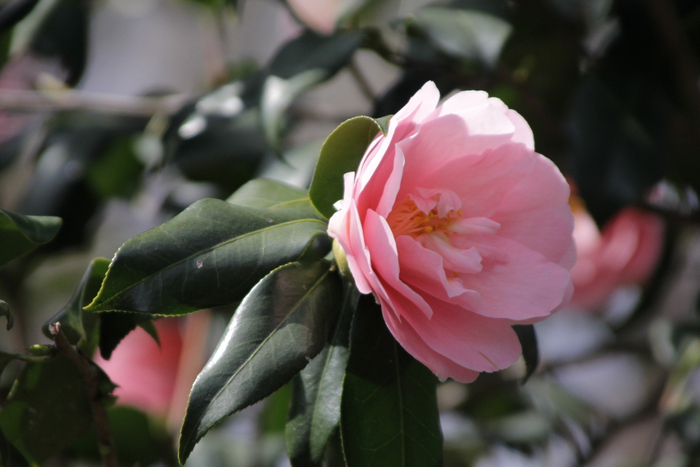 ツバキ&lsquo;神代都鳥&rsquo;