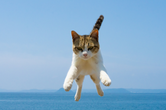猫写真7