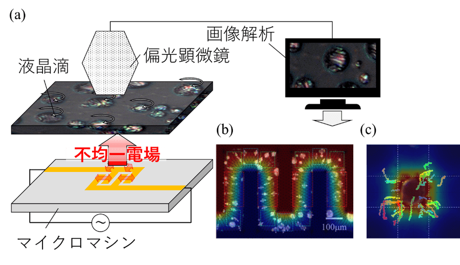 図1　液晶滴を利用したマイクロマシン内の電場分布可視化原理のコンセプト。(a) デバイスから発生した不均一な電気特性を液晶滴の回転・輸送挙動として可視化しています。(b) 液晶滴の回転挙動から電場分布を可視化できます。(c) 液晶滴の輸送挙動から静電エネルギー分布を可視化できます。