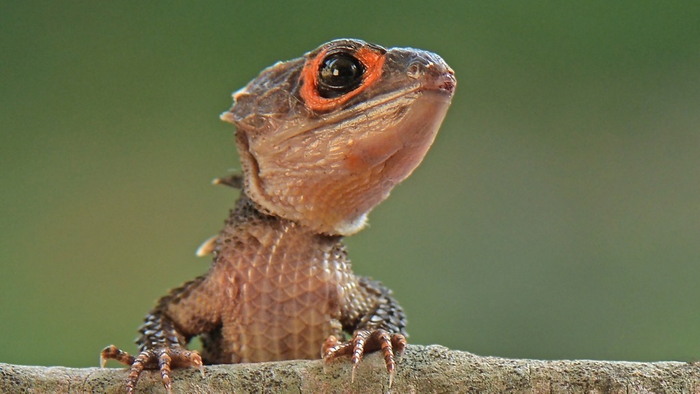 「恋する爬虫類展」で&ldquo;推し&rdquo;の爬虫類を見つけよう