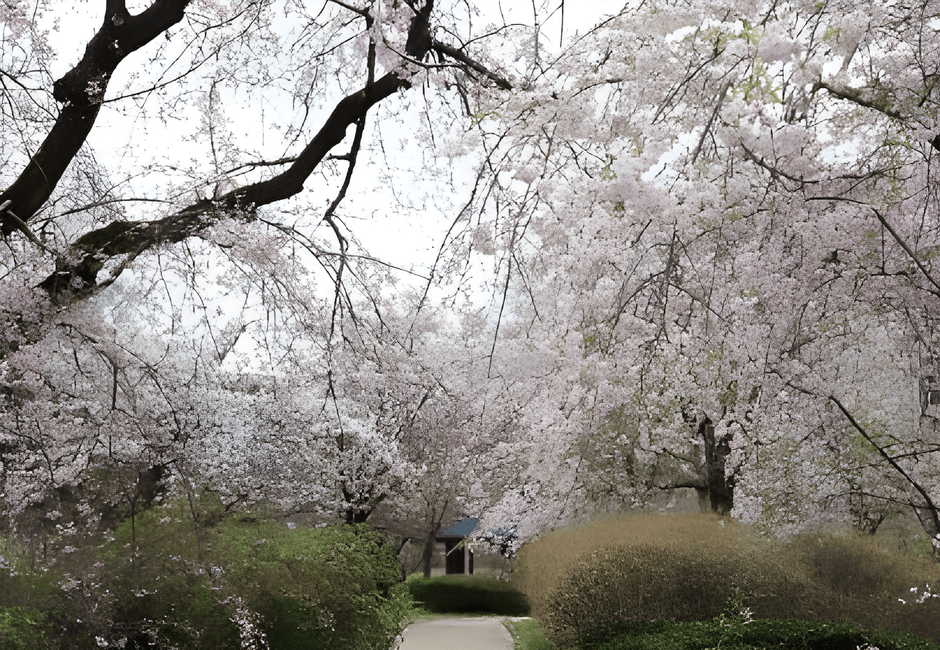 さくら園(令和7年撮影)