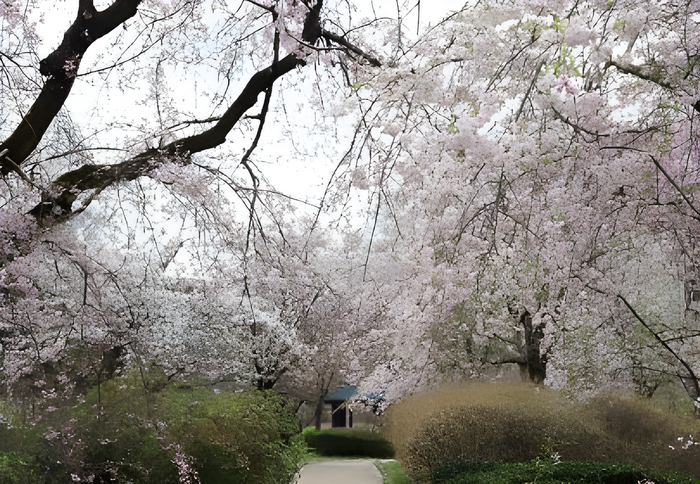 さくら園（令和７年撮影）