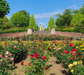 【10/5～12開催】
バラが彩る公園で素敵なひと時を。
秋留台公園 ローズフェスタ2026秋