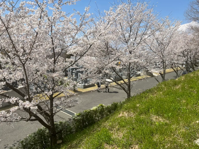 マイ古墳（家族古墳墓）周辺 桜並木の様子