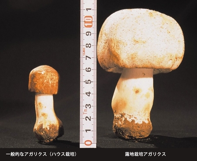 左:ハウス栽培アガリクス 右:露地栽培