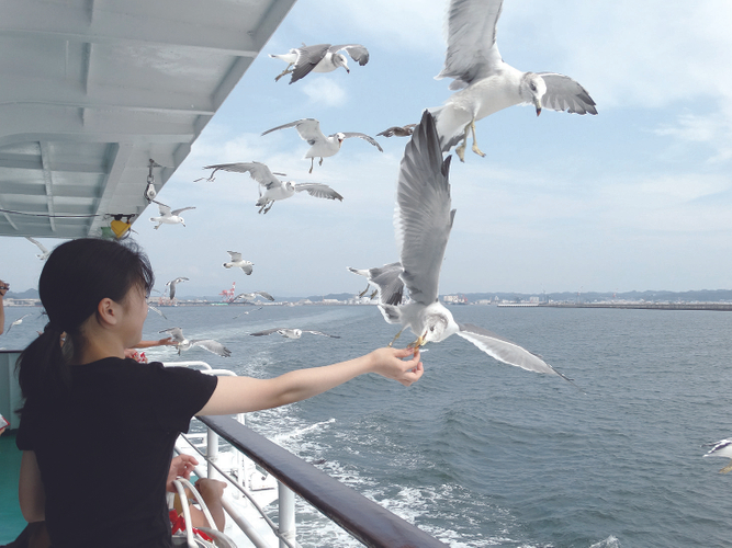 カモメの餌付けイメージ