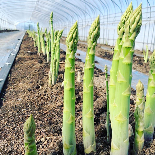 うまぶしアスパラ