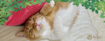 トロ顔猫ちゃんがSNSで人気。かわいいトロ顔にみんな癒やされる・・・　森のトンネル「猫舌とろん2wayグローブ」2月10日（金）発売