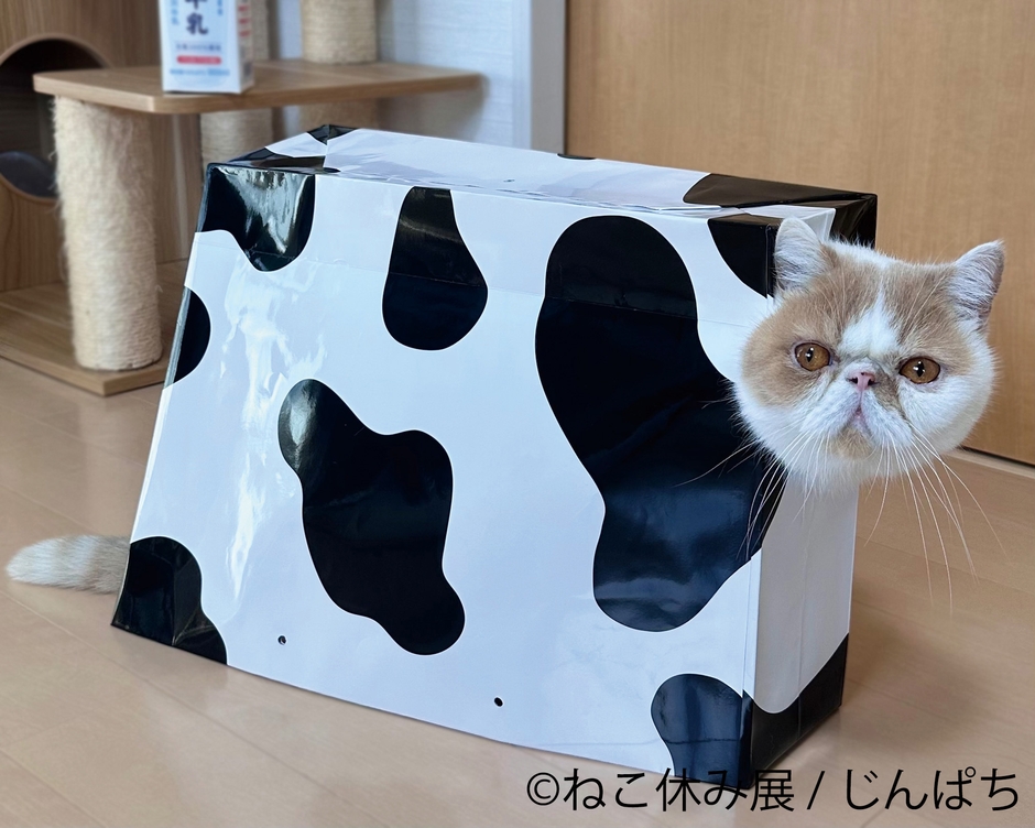 展示作品:じんぱち