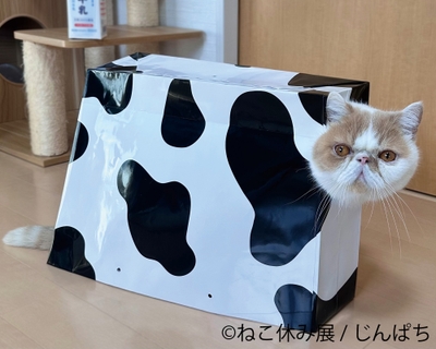 展示作品:じんぱち