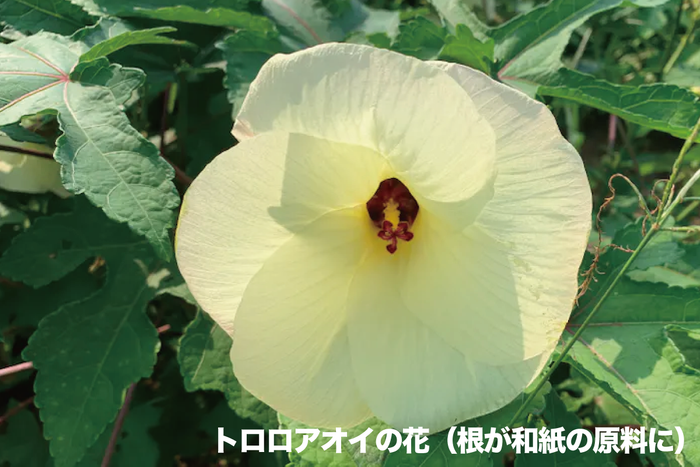トロロアオイの花