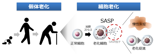 個体老化に重要な役割を担う細胞老化 (イメージ図)