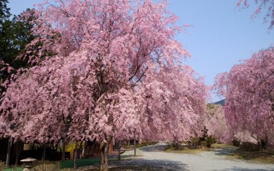 ＊高見の郷の桜