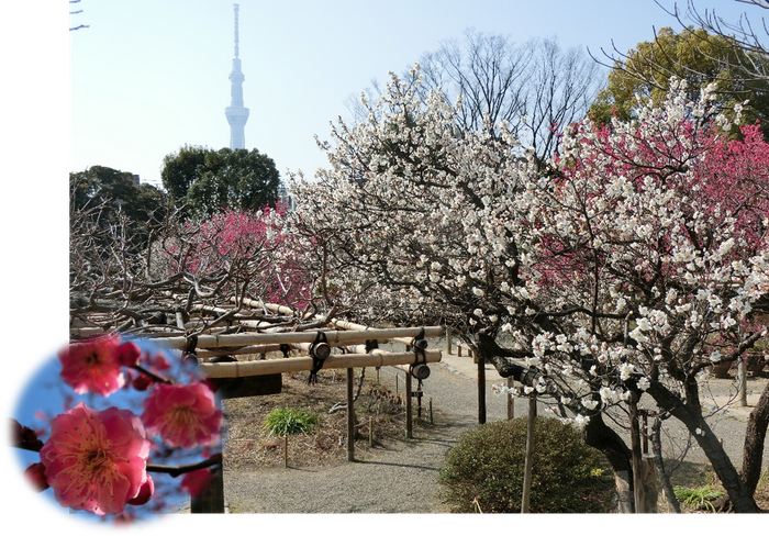 梅開花期の園内の様子(令和3年度)