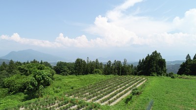 ぼたんこしょう園地(中野市永江地区)