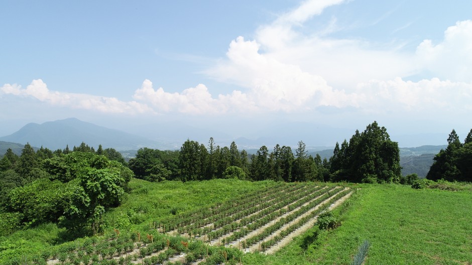 ぼたんこしょう園地(中野市永江地区)