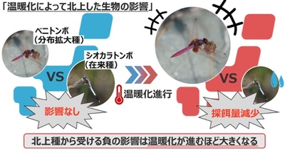 温暖化進行により分布拡大種が在来種に与える影響（写真提供：山元駿介）