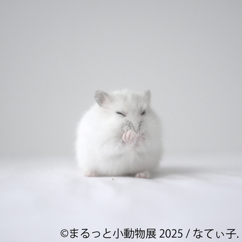 まるっと小動物展 展示作品：なてぃ子.