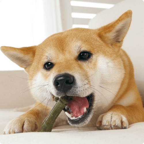 グリニーズプラス