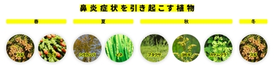 写真:NPO花粉情報協会