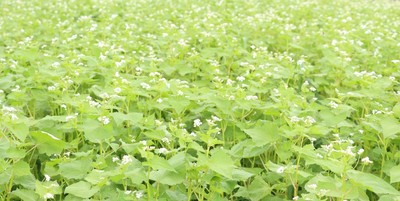 満開を迎えた「近大おいし蕎麦」の花