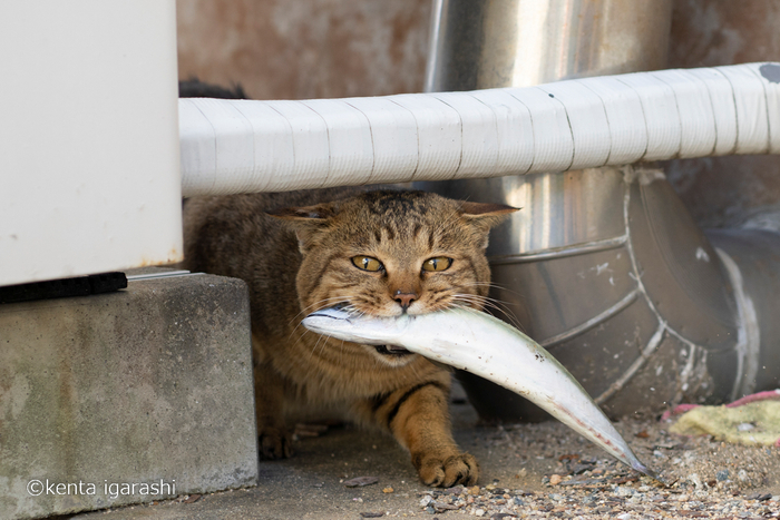 猫と魚13