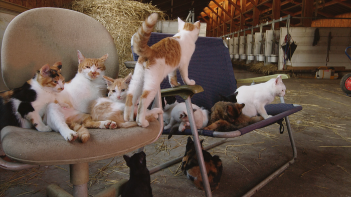 &copy; 「劇場版 岩合光昭の世界ネコ歩き2」製作委員会　&copy; Mitsuaki Iwago