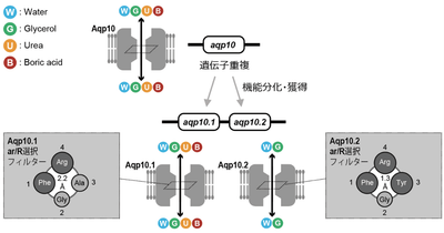 図1　魚類が遺伝子重複により獲得したAqp10.1とAqp10.2の溶質透過性の違いを生み出すメカニズム。Aqp10.2では、かさ高いアミノ酸残基が細孔のar/R選択フィルターを形成して孔径を狭め、尿素・ホウ酸の透過性を制限することを見出した。