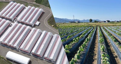 スマート農業を推進する愛媛県のプロジェクト 「トライアングルエヒメ2.0」にグリーンが継続採択