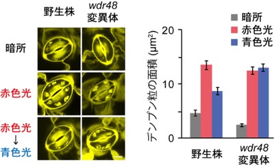 図2　孔辺細胞の葉緑体における赤色光によるデンプン蓄積と青色光によるデンプン分解　野生株では赤色光によりデンプンが蓄積し、青色光により分解される。wdr48変異体では赤色光によるデンプンの蓄積は正常に見られるが、青色光による分解が見られない。