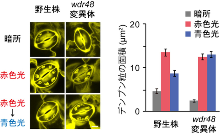 図2　孔辺細胞の葉緑体における赤色光によるデンプン蓄積と青色光によるデンプン分解　野生株では赤色光によりデンプンが蓄積し、青色光により分解される。wdr48変異体では赤色光によるデンプンの蓄積は正常に見られるが、青色光による分解が見られない。