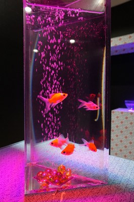 約30種類の金魚を展示